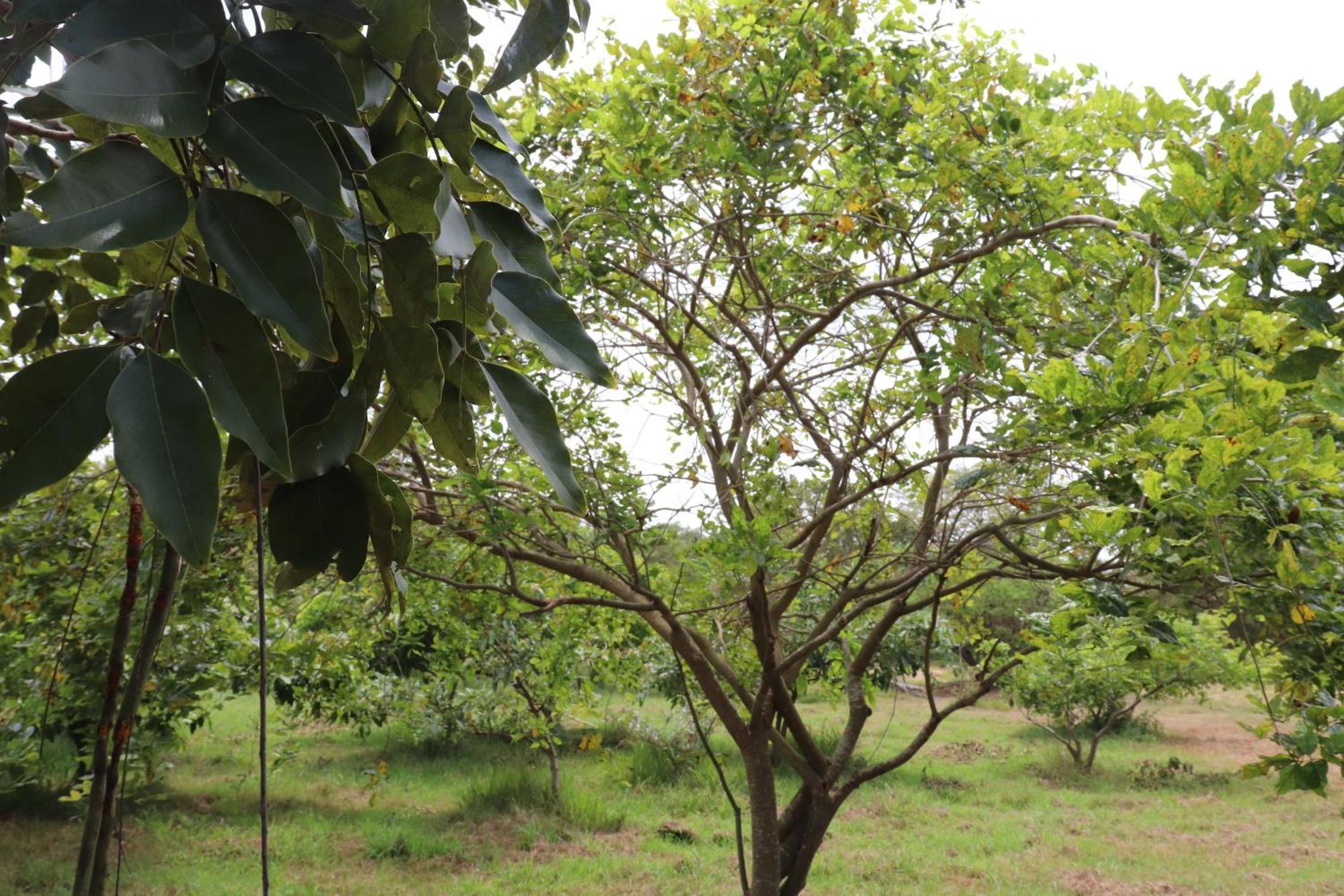 Kayjay Wild Wilpattu Hotel ภายนอก รูปภาพ